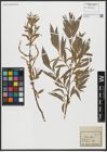 Foto von Salix alba L.